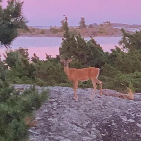 Yksityinen Saari Ulkomerellae! Villa Hitis
